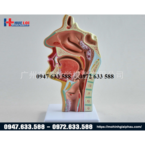 Mô hình vòm họng bình thường và bệnh lý